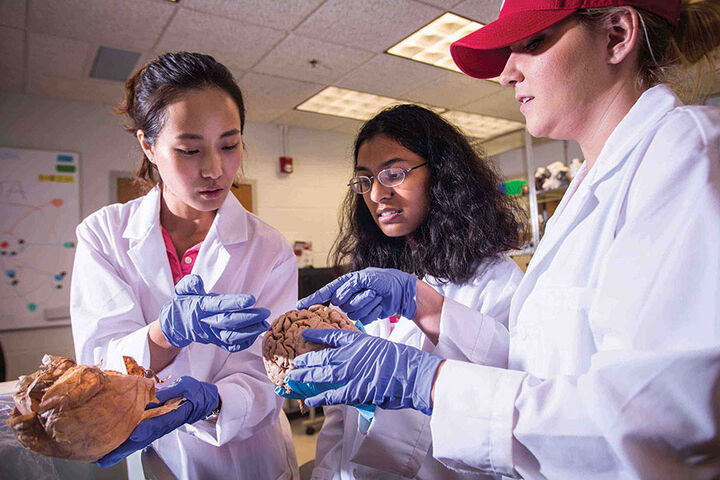 Three female students hold and study a model of the brain.